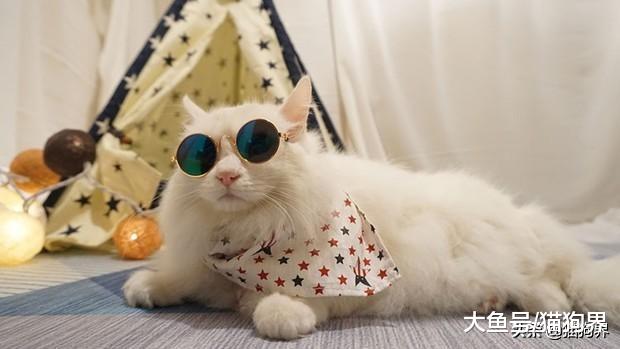 天不怕，地不怕的猫咪，也是有天敌哒~