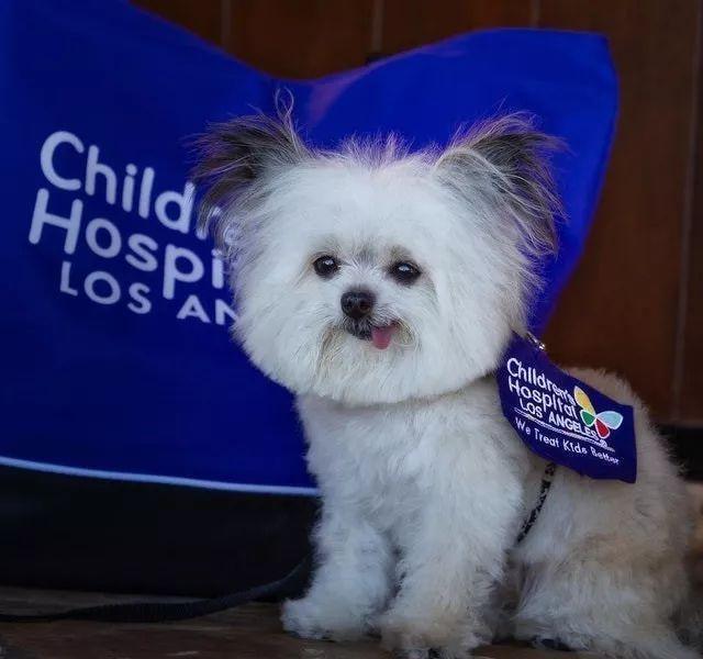 小狗因“可爱吐舌照”走红网络，如此童颜的它竟十岁高龄了……