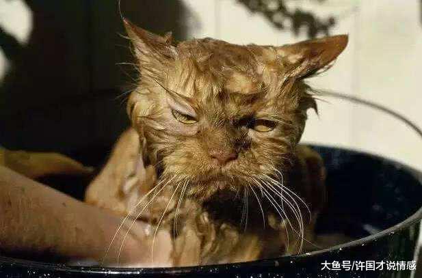 宠主把衣服放进洗衣机，却发现自家猫咪不见了，十分钟后：快送医院