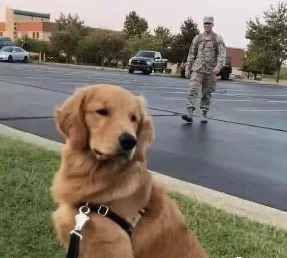 主人参军2年归来，担心金毛不认识自己，金毛的反应却让他暖哭了