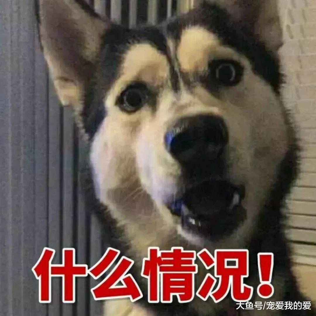 狗狗智商排名倒数的10位？让我来看看都是哪些傻狗……