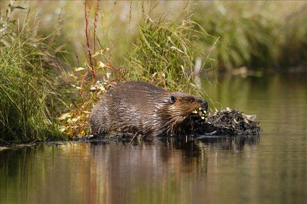 人类的事故重灾区，成了野生动物们的温床