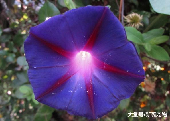 值得托付终身的三个生肖，脏活累活抢着干，对妻子言听计从