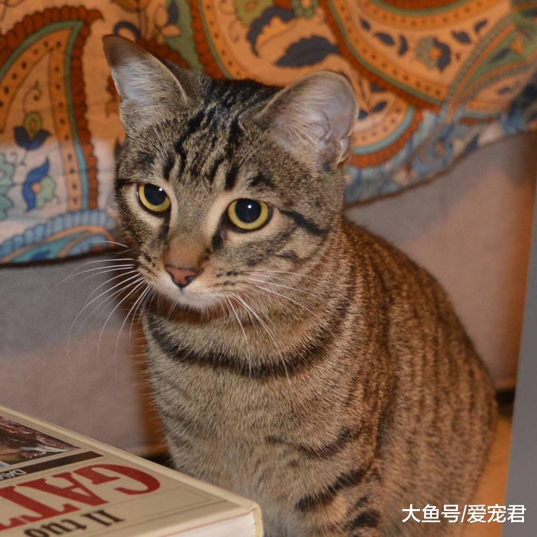 铲屎的，朕好怕！还在为猫咪胆小而纠结吗？如何帮助猫咪克服恐惧