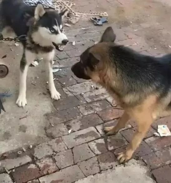 德牧遇到二哈，被骂的无力反驳，德牧：你就嘴狠，链子松开试试！