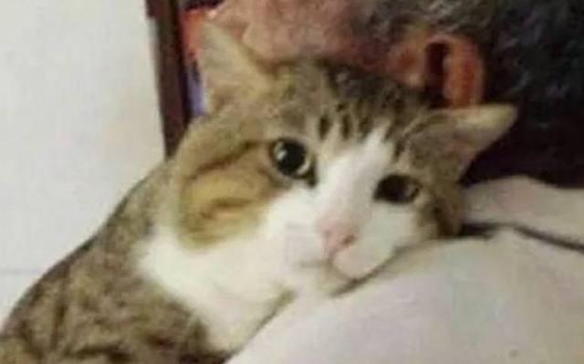 把猫咪送到爷爷家里寄养，半年后，猫咪竟然不要我了