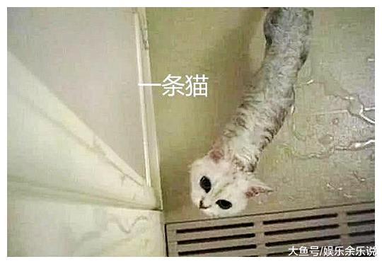 女子让男友给猫咪洗澡，男友捂着肚子走了出来，进去一看，笑翻了