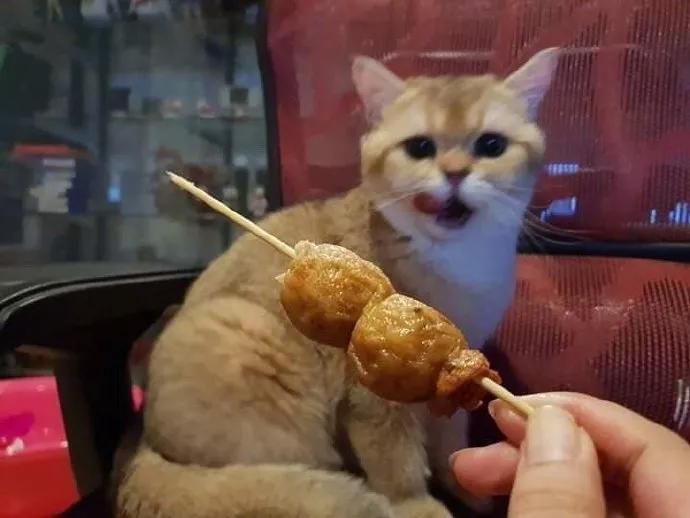 糟糕，喵星通往地球的次元壁破了