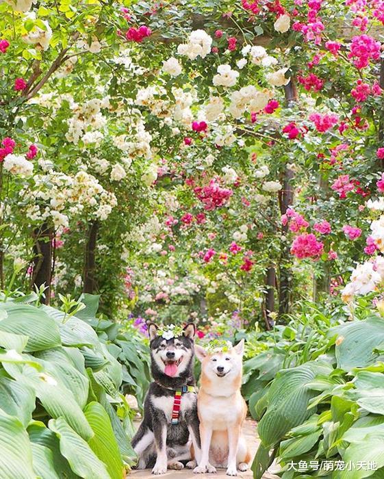 超可爱柴犬兄妹，带着疗愈笑容来融化每个人的心！