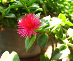 如何养护牡丹吊兰，养护牡丹吊兰时注意这些就行了