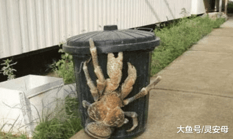 人类曾捕获过: 这是些或许已经成妖的怪物~到底长什么样子呢？