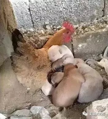 小狗麻麻去世，家里的老母鸡把狗狗当作自己的孩子照顾