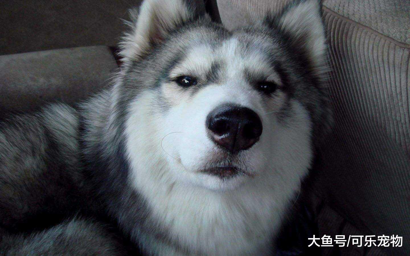 哈士奇将乌龟叼回窝，把乌龟壳当磨牙棒，乌龟：这啥情况啊？