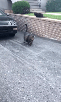 当初兴高采烈领养狸花猫的他们，后悔了：家里橘猫越来越瘦了