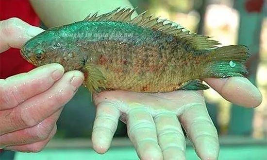 这只龟壳攀鲈总是跳出水面, 还能不能认真点当条鱼了