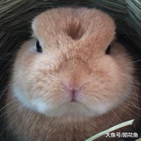 为什么不要随便戳兔子的头，原来是这么一回事