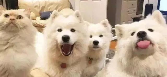 女主养了五只狗狗，每到吃饭时就变成六只，仔细一看笑喷！