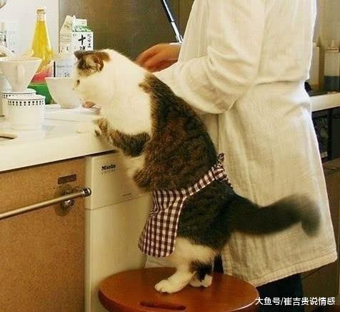 主人撸猫的时候，猫咪一阵“抽搐”还吐舌头，网友：在哪买的？