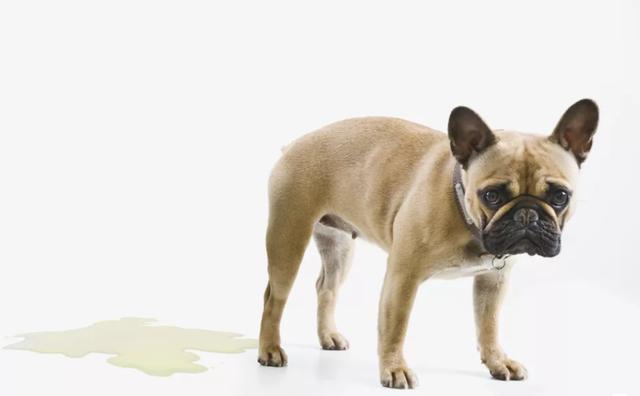 狗狗经常舔屁屁，甚至小便带有血，主人要小心是泌尿疾病引起的