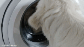 好朋友被扔进洗衣机，大金毛要急哭了：快把它吐出来！