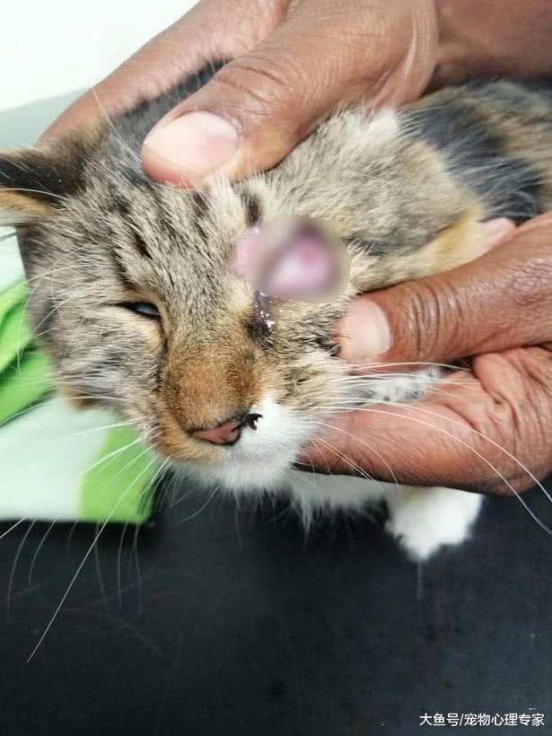 猫咪闭着一只眼睛，女子以为在抛媚眼，却发现喵竟被虐待了