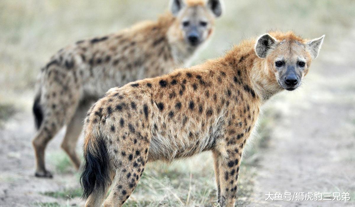 鬣狗经常骚扰狮群，为何狮子对它只是杀而不吃？