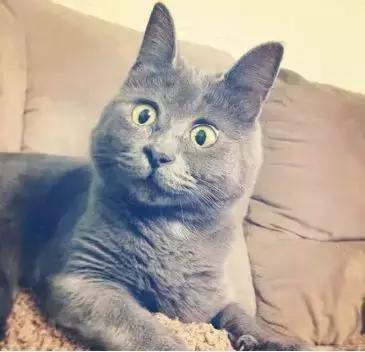 宠物：猫鼻支的诊断和治疗！