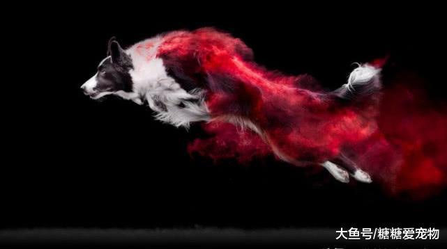 一组创意狗狗照片, 居然不是PS的? 网友: 我也想给我家狗子拍!