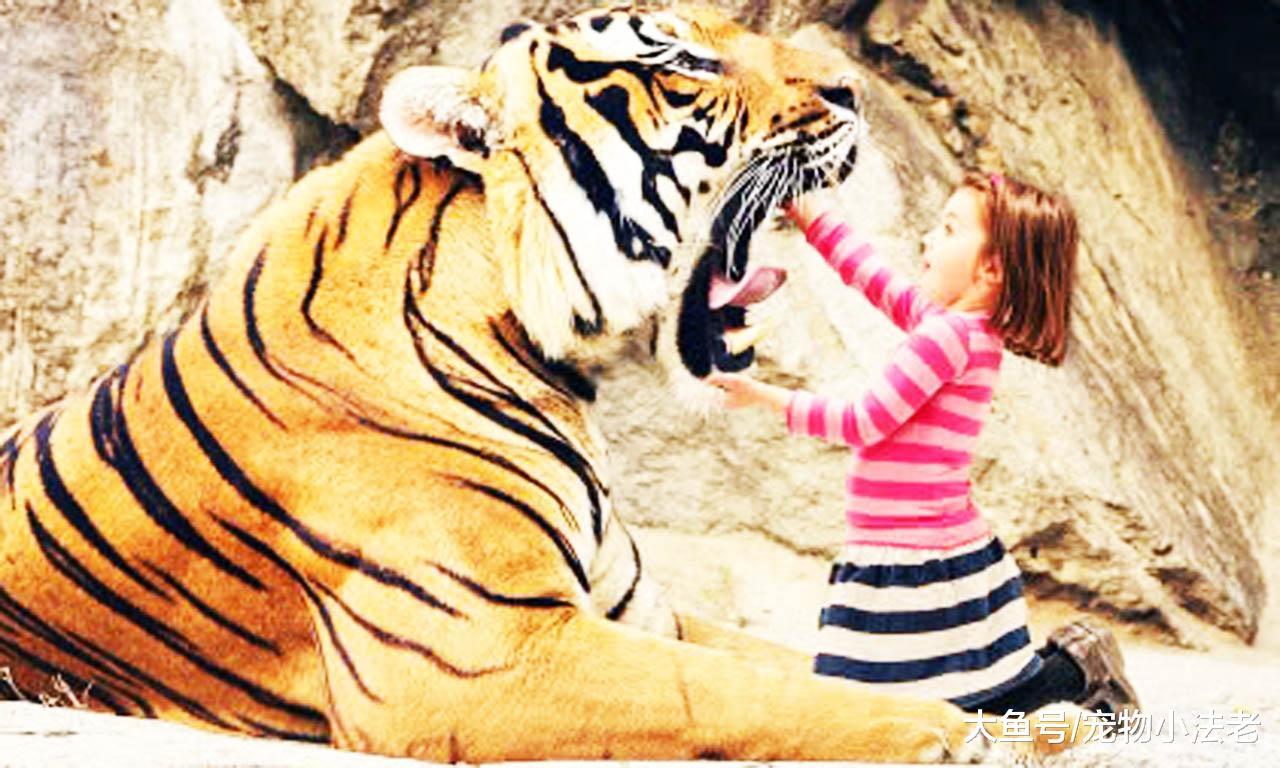 為什么吃過人的老虎，一定要馬上殺掉？動物專家告訴你實情！