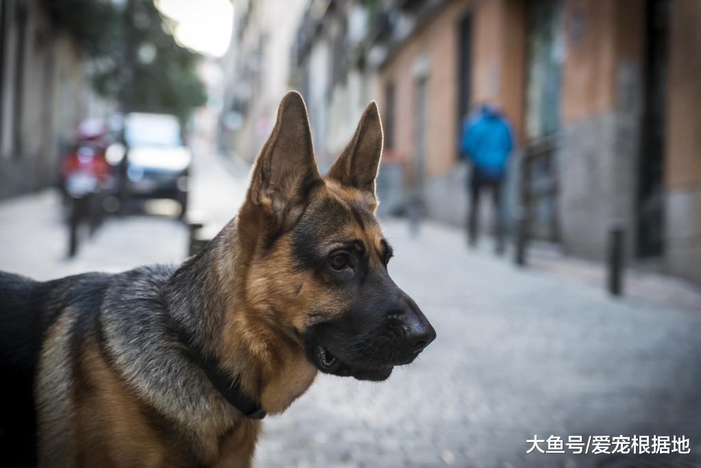 德牧前腿血肉模糊，主人置之不理，竟在狗胃里竟发现其断骨