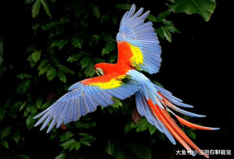 动物世界谁最漂亮？这5种就是代表！好多朋友喂养了