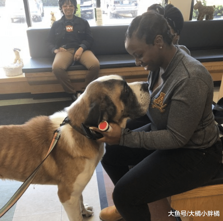 爱犬被人偷走，宠主苦苦寻找2个月未果，女子仅用3天帮忙找到爱犬