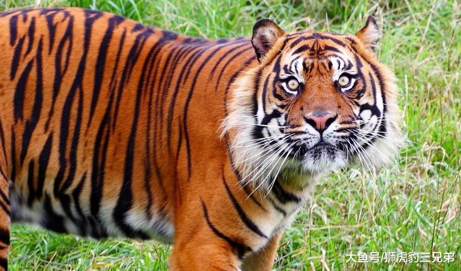 全部老虎亚种, 算上已经灭绝了的, 哪种老虎最凶猛?