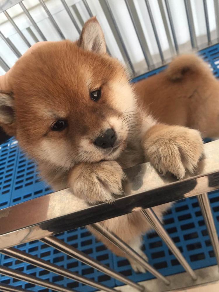 【宠物大学问】狗狗咳嗽怎么办