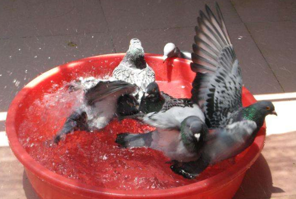 鸽子是个爱干净的鸟类，卫生要求也很高，大家来看看如何给鸽子洗澡吧