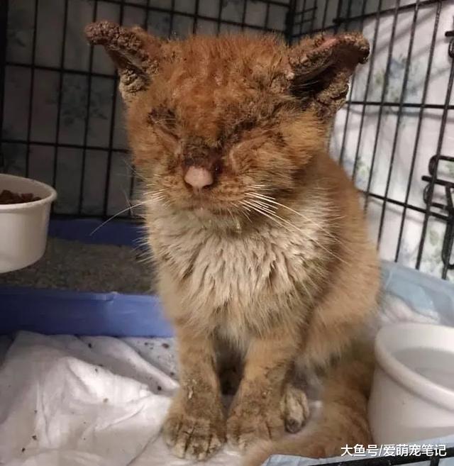 流浪猫受皮肤病困扰，被收养六个月画风突变，逆袭后的样子太美了