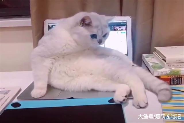 银渐层为得到主人爱抚，各种搔首弄姿的撒娇，网友直呼被猫给撩了