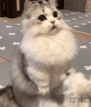 猫咪也有夫妻相吗？