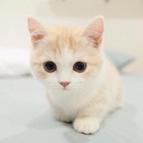 如果主子有口臭，铲屎官一定要注意，猫也是需要口腔护理的