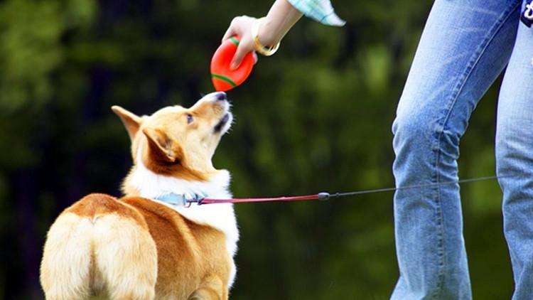 早點回家，是對養狗的基本尊重