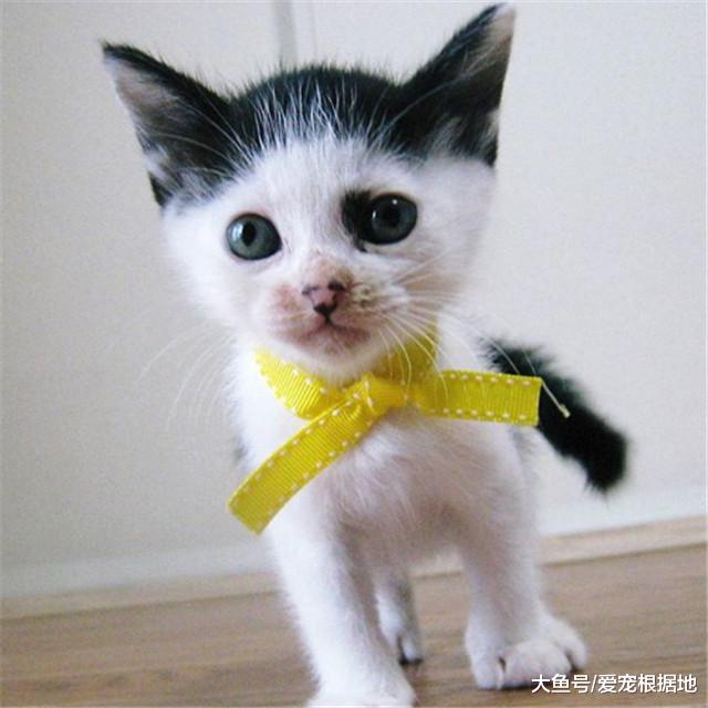 一起长大的兄弟喵，说好一起变帅，其中一只长大后竟画风突变！