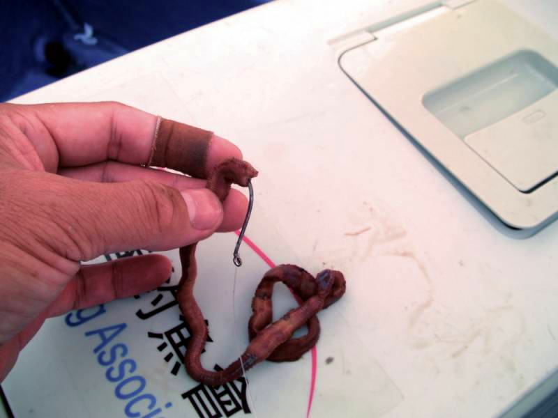 探索船钓技巧：钓大鱼的常用活饵