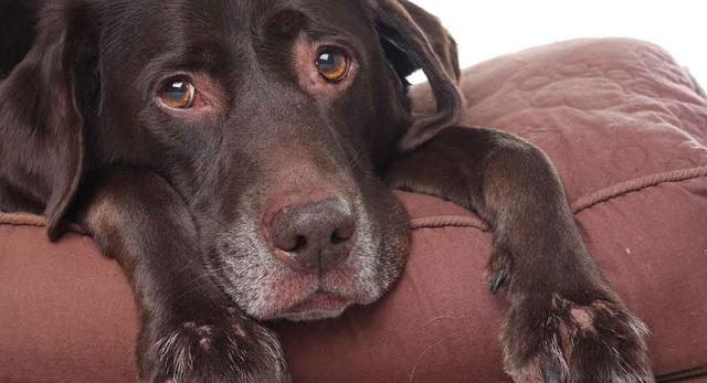 狗狗水汪汪的大眼睛，也容易患眼疾？这8种眼睛疾病了解下