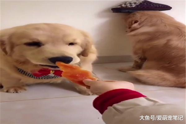 金毛总是抢同伴的狗粮, 被主人发现后当场惩罚, 偷看的眼神好可爱