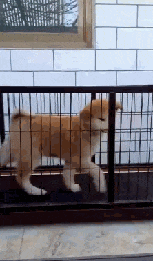 狗每天用跑步机减肥，主人感觉不对劲，走过去后看到眼前这一幕