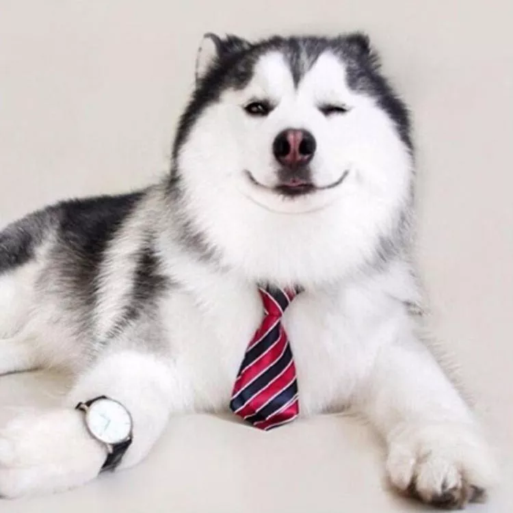 犬种指南——中型犬篇一