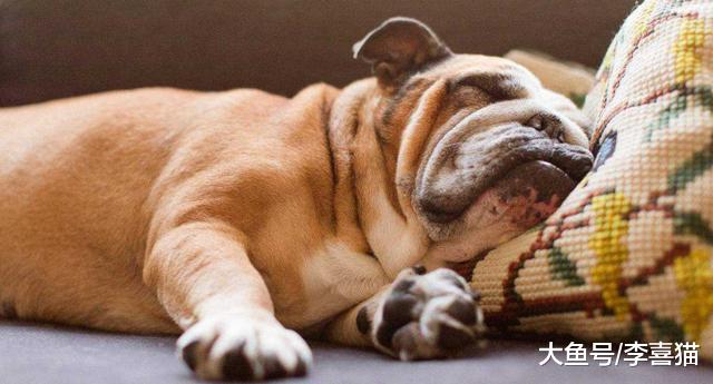 狗狗打呼背后其实有三大隐患，别再傻傻觉得是爱犬睡的香！