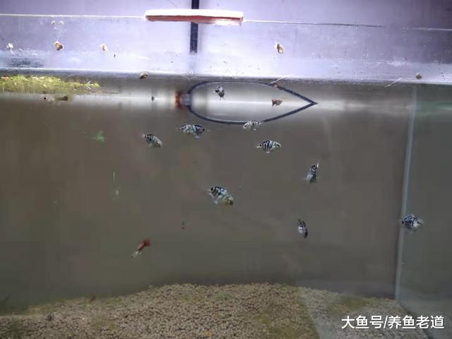 鱼多了加缸，缸多了加鱼，很多鱼友都是这么进了观赏鱼的坑吗？