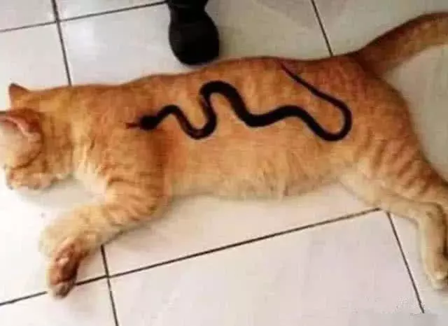 猫咪正舒服的晒太阳，突然感觉身上不对劲，抬头一看吓得面目狰狞