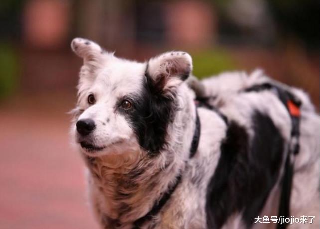 世界上最聪明的狗死了，认识1000多个单词，主人更是了不起